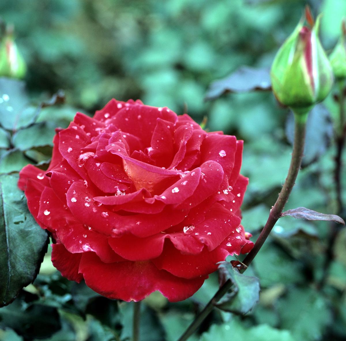 Tea hybrid Rose; Royal Albert