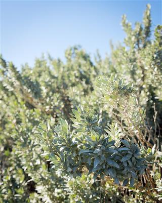 Saltbush plant