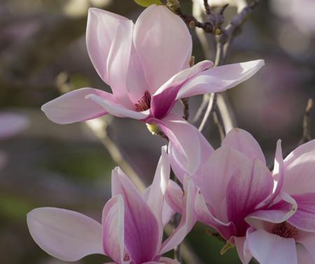 magnolia blossom