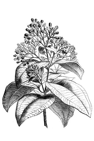 Cinnamon Tree