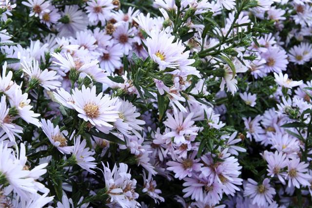 Aster