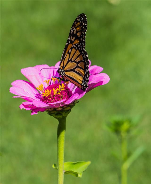Monarch Butterfly on Flower