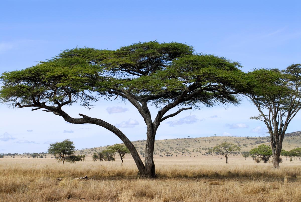 Acacia tree