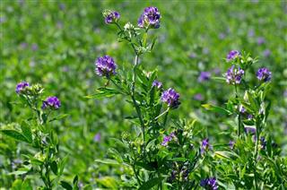 Alfalfa Field