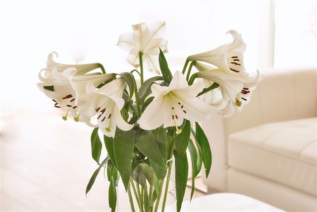 White Lily Flower