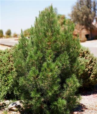 Eldarica pine