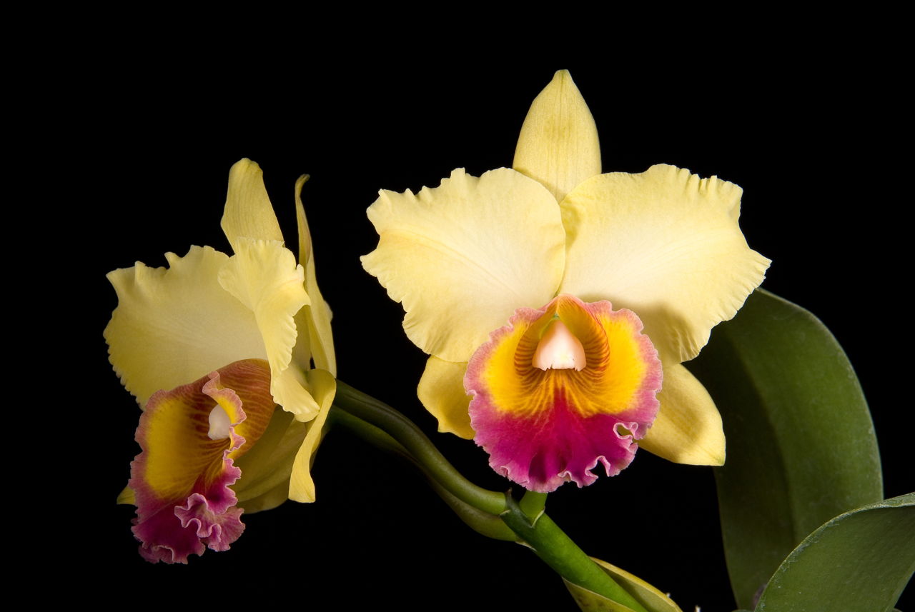 Beautiful Orchid