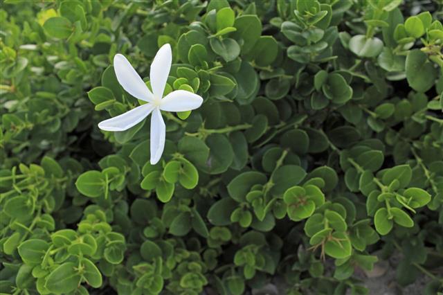 Jasmine Flower Closeup