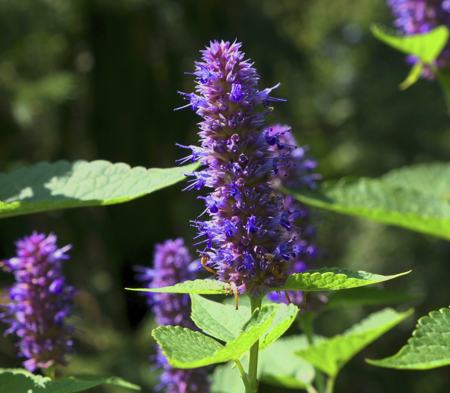 anise hyssop
