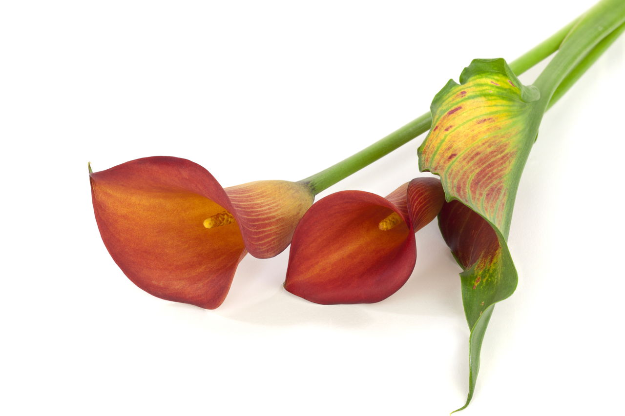 Red Yellow Calla Lily