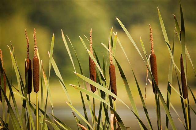 Typha Cattails