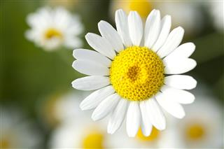 Chamomile