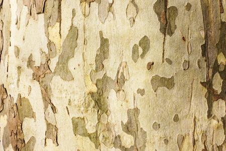 The Sycamore (Platanus occidentalis) bark