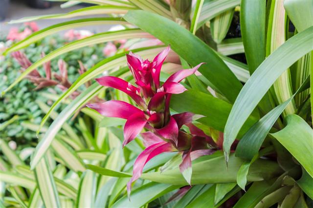 Pink Bromeliad Flower