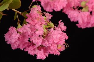 Crape Myrtle In Rain