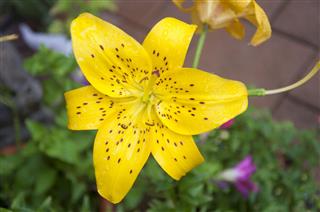 Yellow Tiger Lily