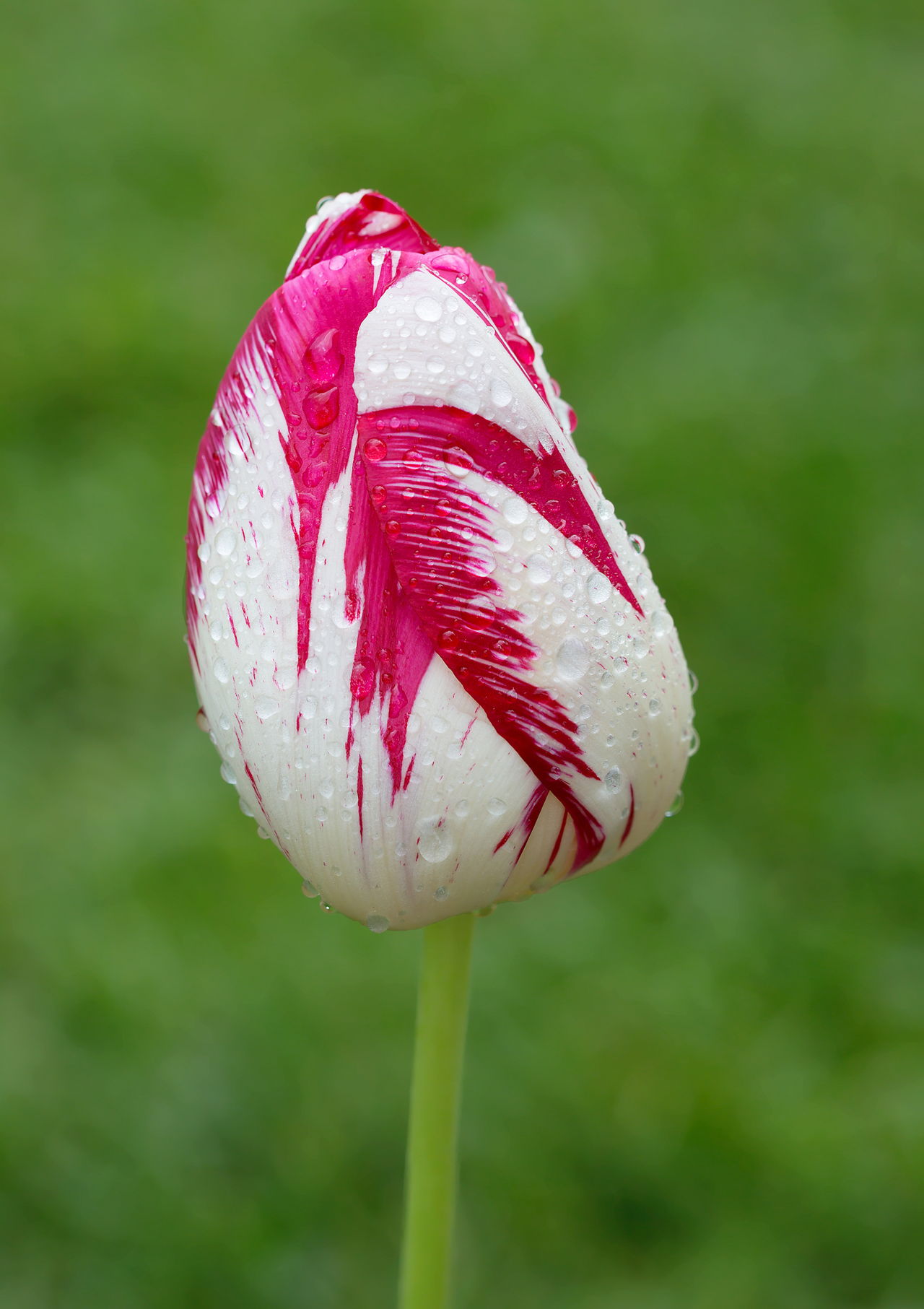 Tulip Sort Of Triumph