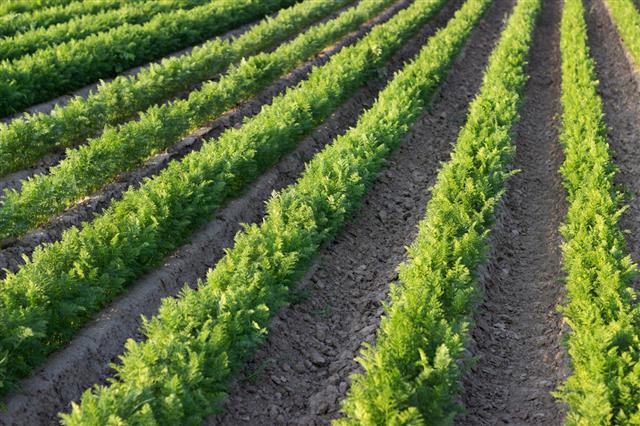 Green Rows On The Carrot Field