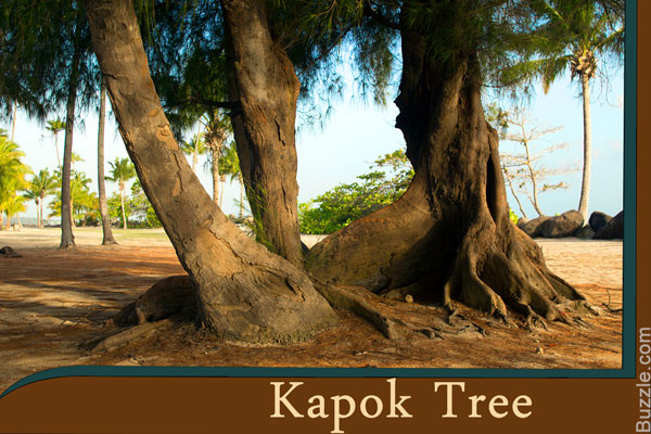 kapok tree