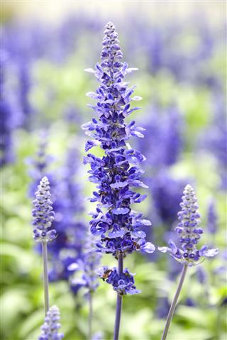 Lavender Flowers