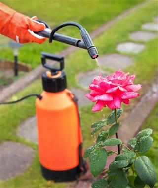 Protecting plant from vermin with pressure sprayer