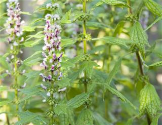 Motherwort