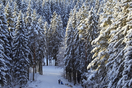 coniferous trees