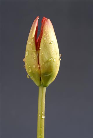 Tulips Detail