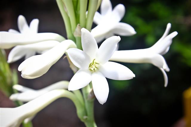Tuberose Flowers