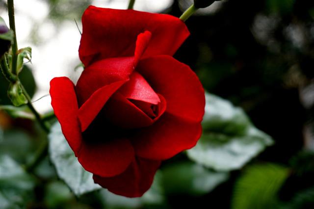 Red Rose