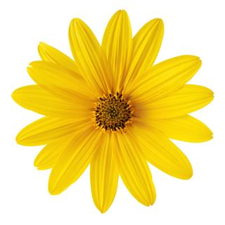 Yellow Daisy