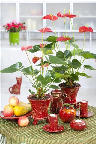 Red Anthurium In Interior