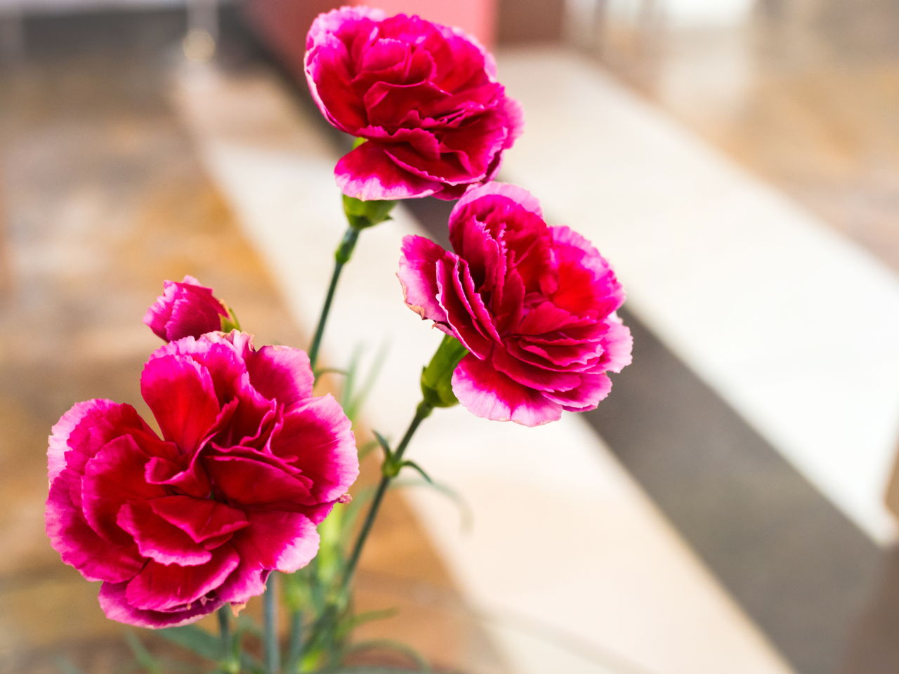 Carnation Flower