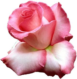Esmeralda, Tea hybrid Rose