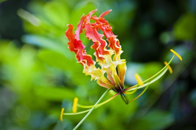 Gloriosa Lily