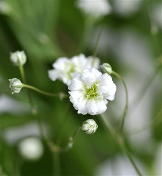 Gypsophilia
