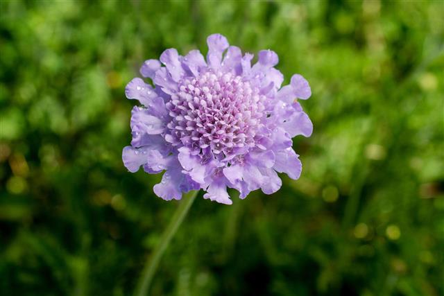 Spreading Scabious Scabiosa Columbaria