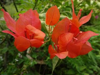 Bougainvillea
