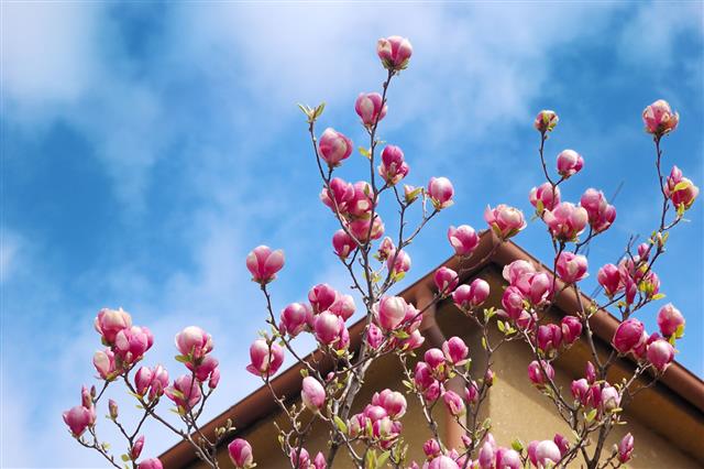 Flowering Magnolia Tree