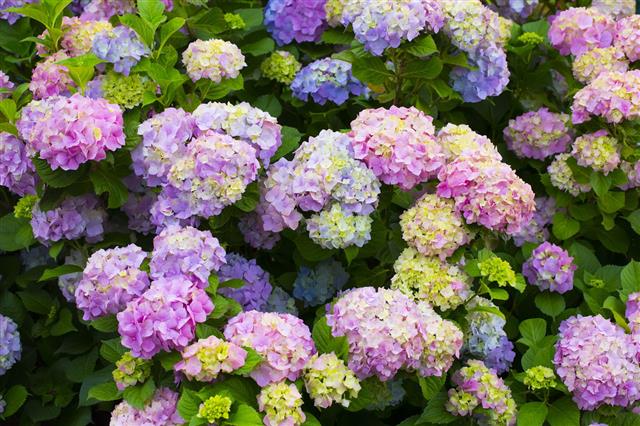 Hydrangea Flowers In A Garden