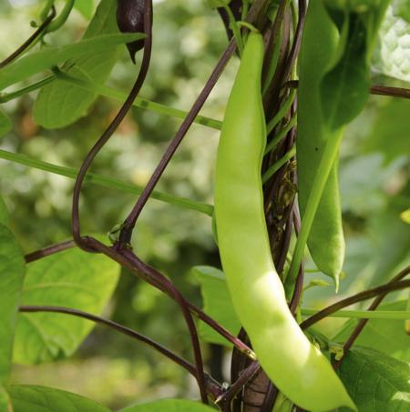 pea plant