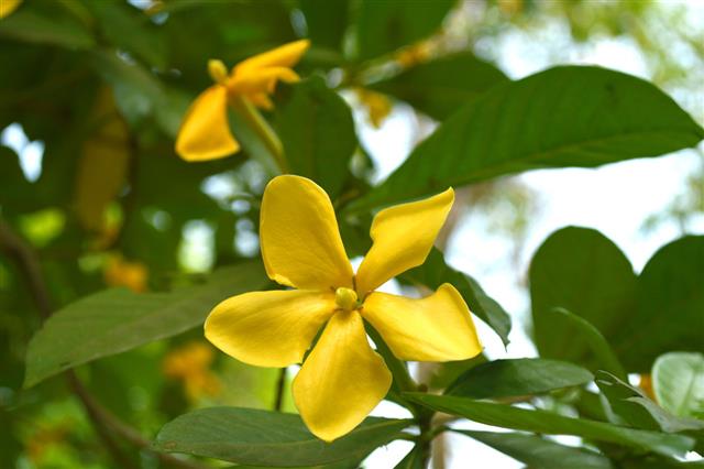 Gardenia Flower