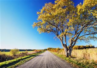 Elm tree on the road side