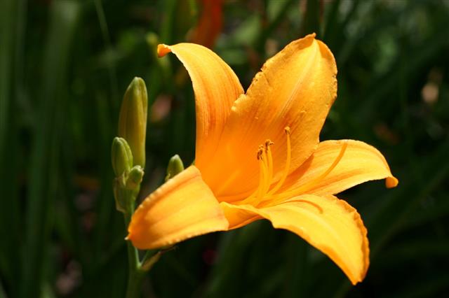 Yellow Lily