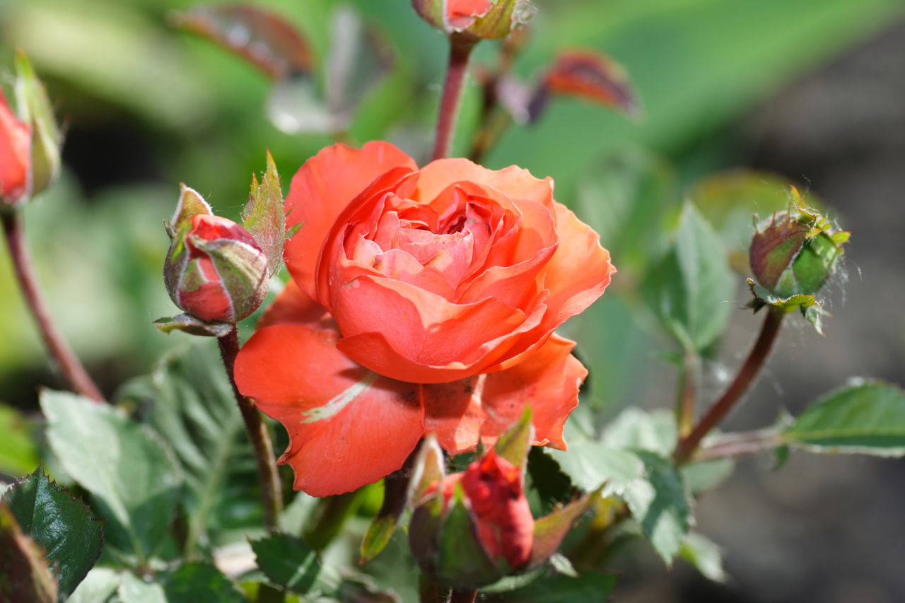 Wild Rose