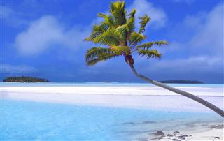 Paradise Palm