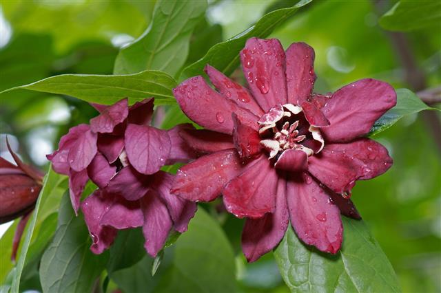 Eastern Sweetshrub Flowers