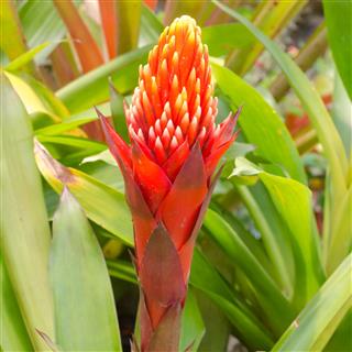Bromeliad Flower