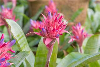 Bromeliad Flower In Farm
