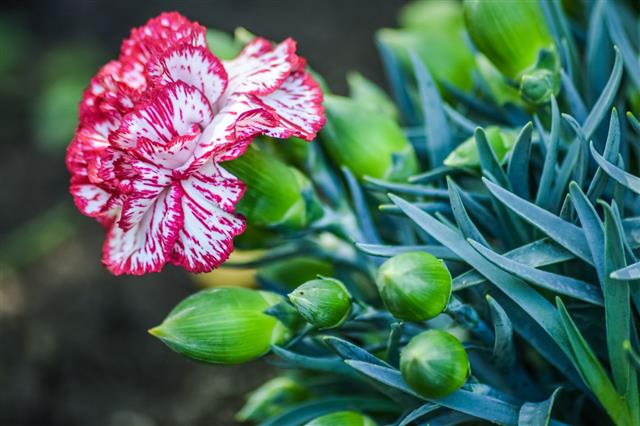 Red And White Carnation Flower And Buds